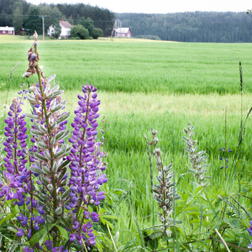 Lupinus 'russel' - Lupin polyphyllus 'russel'