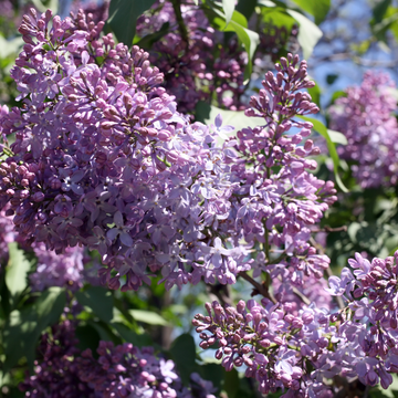 Lilas commun 'Michel Buchner' - Syringa vulgaris 'Michel Buchner'