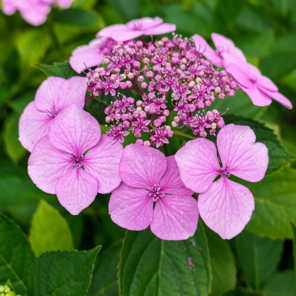 Hortensia Macrophylla Teller Kartinal - Hydrangea macrophylla Teller Kardinal
