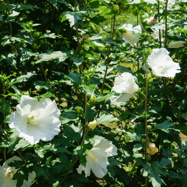 Hibiscus Eleonore - Hibiscus Syriacus 'Eleonore'