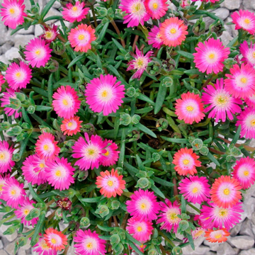 Pourpier 'Jewel Of Desert Amethyst' - Delosperma 'Jewel Of Desert Amethyst'