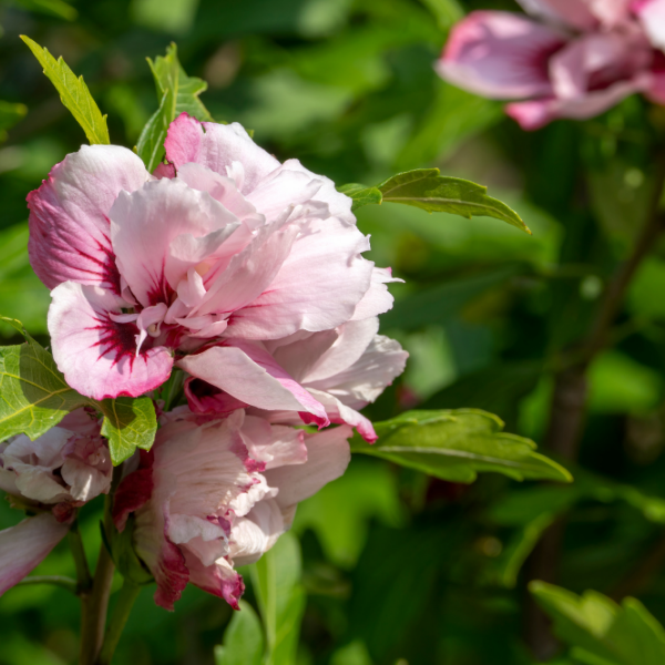 Mauve en arbre 'Lady Stanley' - Hibiscus syriacus 'Lady Stanley'