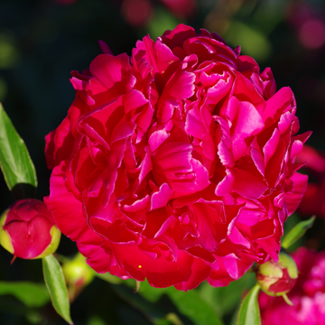 Pivoine de Chine 'Karl Rosenfield' - Paeonia lactiflora 'Karl Rosenfield'