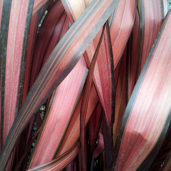 Lin de Nouvelle-Zélande 'Pink Stripe' - Phormium tenax 'Pink Stripe'