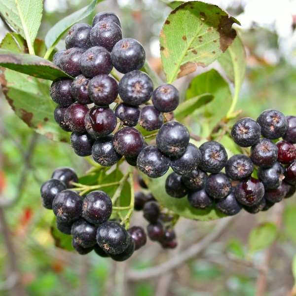 Aronia Melanocarpa Nero