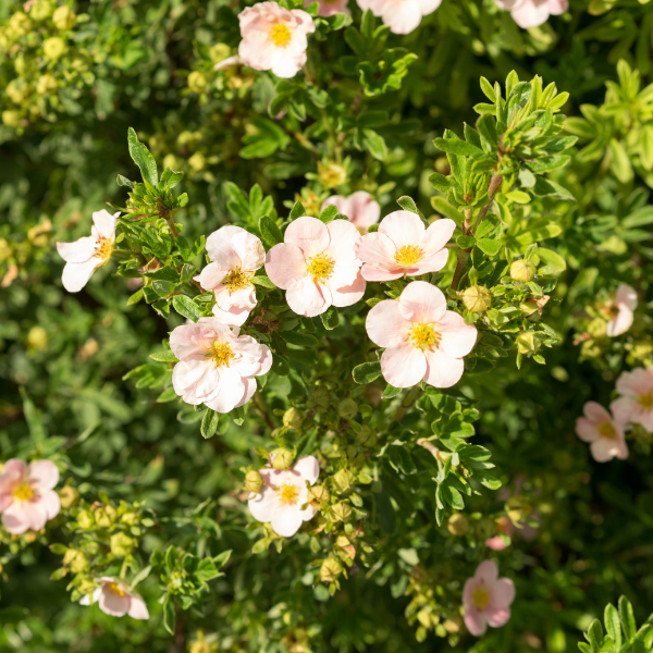 Potentille arbustive 'Lovely Pink'® - Potentilla fruticosa 'Lovely Pink'®