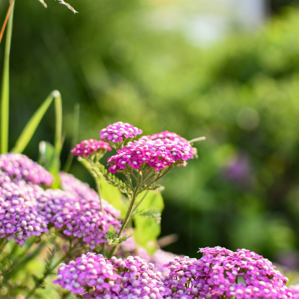 Achillée Millefeuille 'Cassis' - Achillea Millefolium 'Cassis'