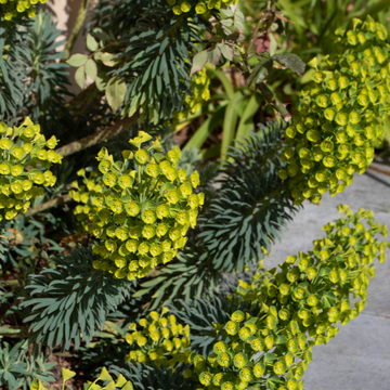 Euphorbe feuillage vert jaune -  characias subsp. wulfenii
