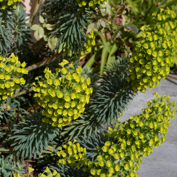 Euphorbe feuillage vert jaune -  characias subsp. wulfenii