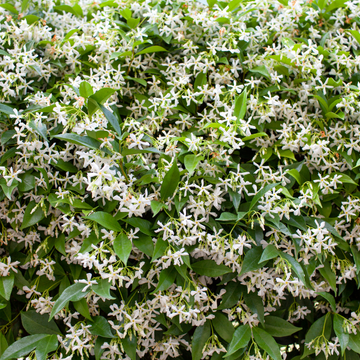 Jasmin étoilé - Trachelospermum jasminoïdes
