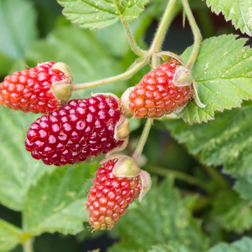 Mure Framboise - Rubus Loganobaccus