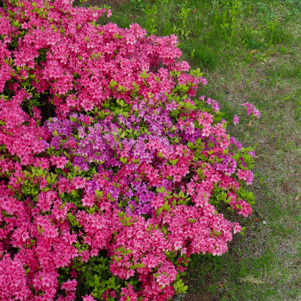 Azalée japonaise 'Multiflora Purper' - Azalea japonica 'Multiflora Purper'