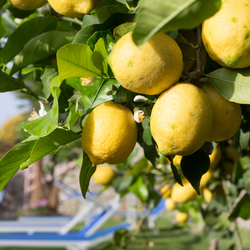 Citronnier d'Amalfi