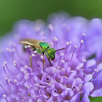 Scabieuse colombaire bleue - Scabiosa columbaria bleu
