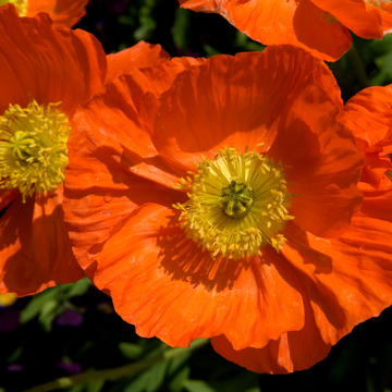 Papaver Nud. 'Gartenzwerg'