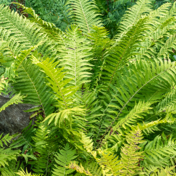 Fougère plume d'autruche - Matteuccia struthiopteris