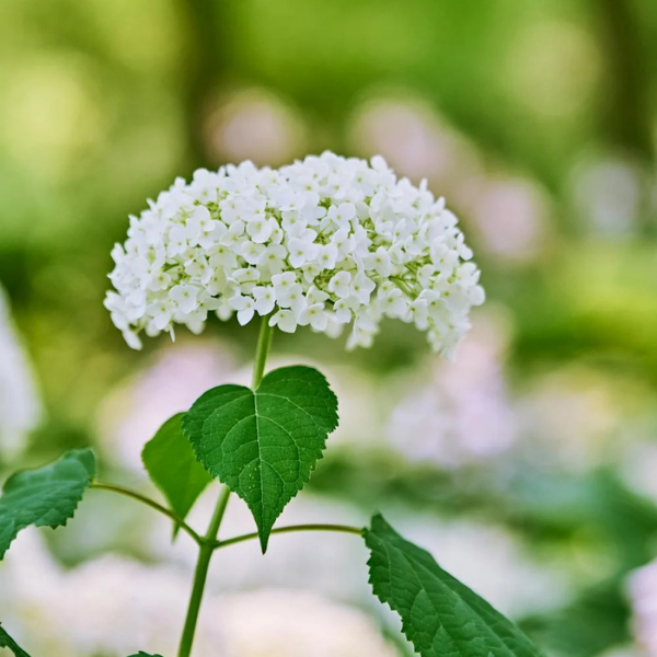 Hortensia de Virginie 'Annabelle' - Hydrangea arborescens 'Annabelle'