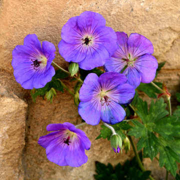 Géranium vivace 'Rozanne' - Geranium 'Rozanne'