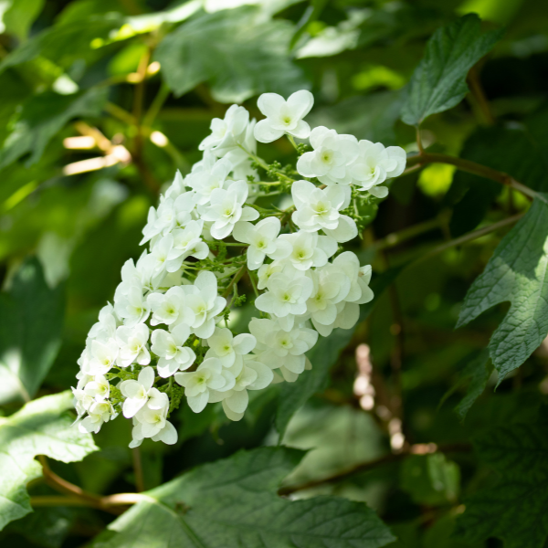 Hortensia à feuilles de chêne 'Snow Flake' - Hydrangea quercifolia 'Snow Flake'