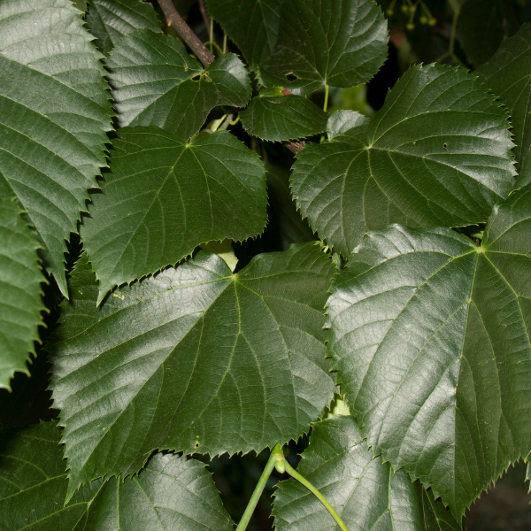 Tilleul à petites feuilles 'Greenspire' - Tilia cordata 'Greenspire'
