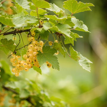 Groseillier 'Versaillaise Blanche' - Ribes rubrum 'Versaillaise Blanche'