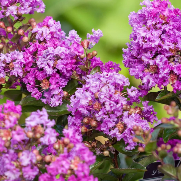 Lilas des Indes indica Violet - Lagerstroemia indica 'violet'