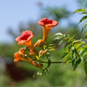 Bignone 'Indian Summer' - Campsis Tagliabuana 'Indian Summer'