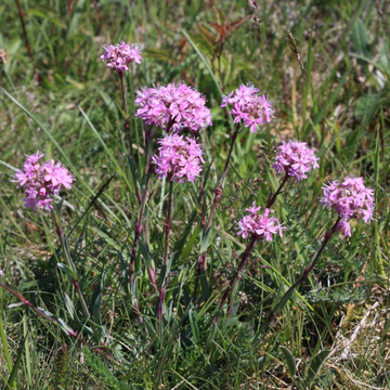 Lychnis des Alpes - Lychnis alpina