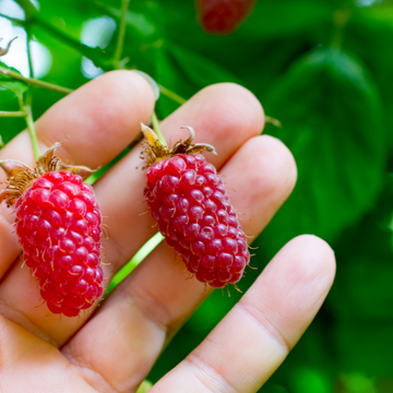 Rubus 'Loganberry'