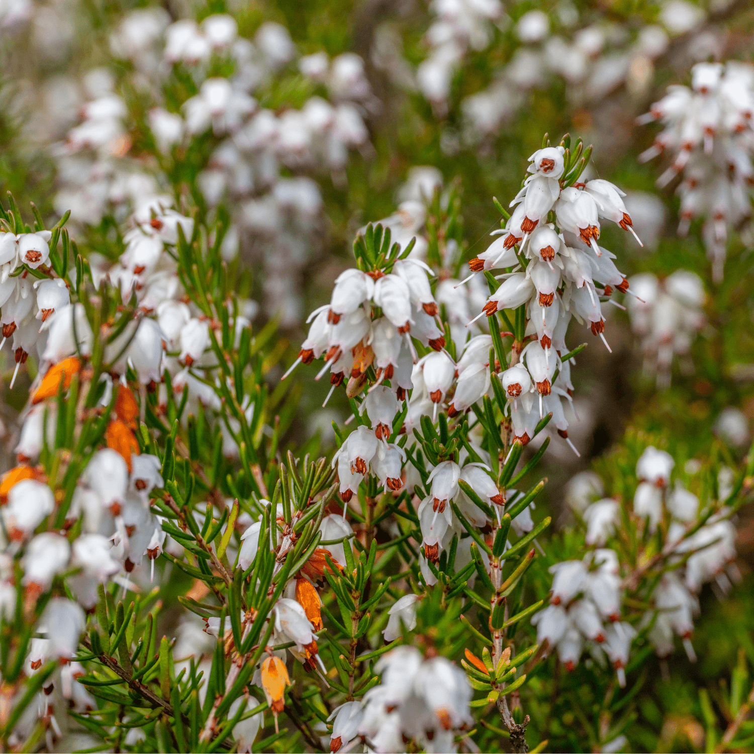 Bruyère des neiges 'White Perfection' - Erica darleyensis 'White Perfection' - FLEURANDIE