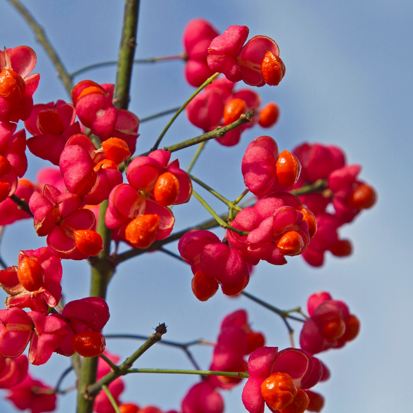 Fusain ailé nain - Euonymus alatus Compactus