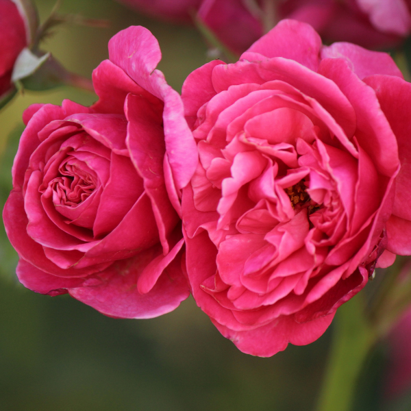 Rosier Thé moderne 'Line Renaud' - Rosa Thé moderne 'Line Renaud'