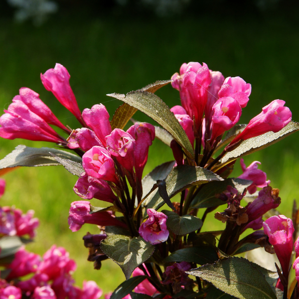 Weigela florida 'Victoria' - Weigela florida 'Victoria'