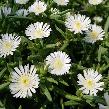 Pourpier Vivace Blanc Pur -  WoW White Wonder ®
