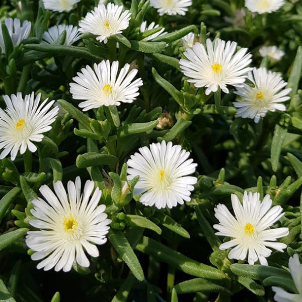 Pourpier Vivace Blanc Pur -  WoW White Wonder ®