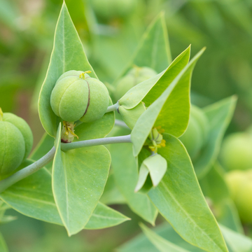 Euphorbe épurge, Herbe à taupe - Euphorbia lathyris