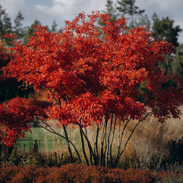 Érable rouge 'October Glory' - Acer rubrum 'October Glory'