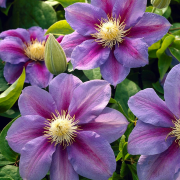Clematis Barbara Jackman