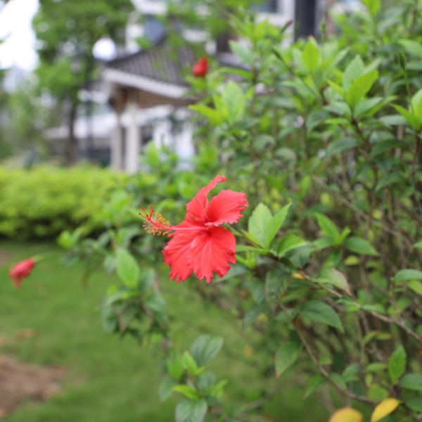Hibiscus Variée