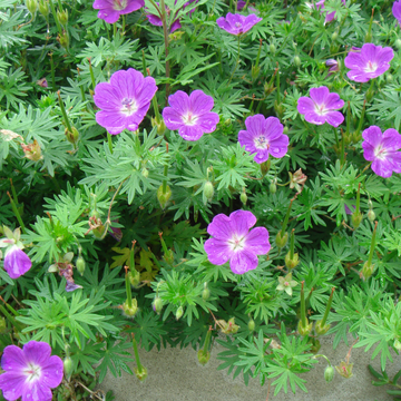 Geranium vivace rose et blanc veine lie de vin -  sanguineum elke ®