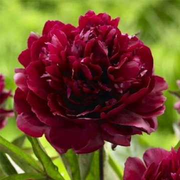 Pivoine Lacti. François Ortegat