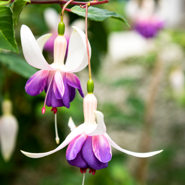 Fuschia hybride 'Blue Sarah' - Fuchsia X 'Blue Sarah'