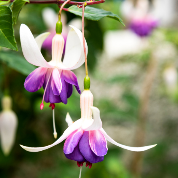 Fuschia hybride 'Blue Sarah' - Fuchsia X 'Blue Sarah'