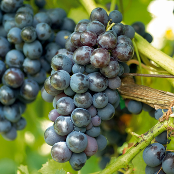 VigneCMuscat Bleu - Vitis Vinifera Muscat Bleu