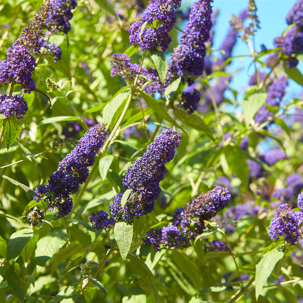 Buddleia Davidii Empire Blue