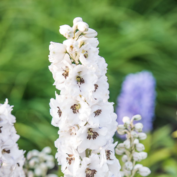Pied d'alouette blanc à oeil noir - Delphinium hybride giant pacific percival