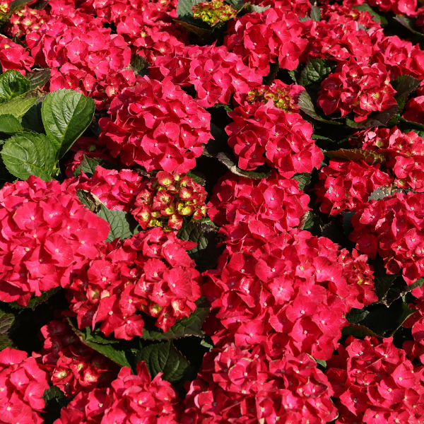 Hortensia 'Red Baron' -  Hydrangea macrophylla 'Red Baron'