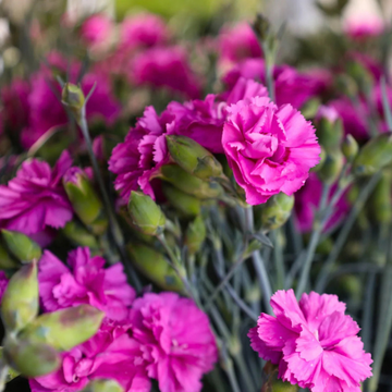 Oeillet mignardise 'Scent First Tickled Pink' - Dianthus plumarius 'Scent first Tickled Pink'
