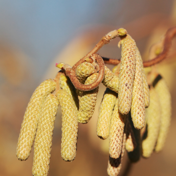 Noisetier 'Webb's Prize Cobb' - Corylus avellana 'Webb's Prize Cobb'