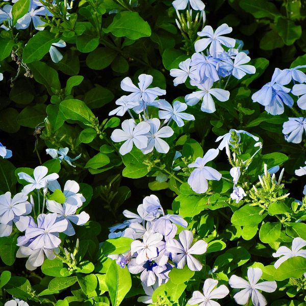 Clématite 'Mrs Cholmondeley' - Clematis 'Mrs Cholmondeley'